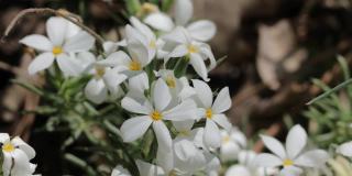 floribundus bloom - SAN bernardino MTNS - 061421 v