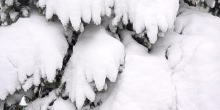 被雪覆盖的云杉树枝像雪爪一样摇摆。