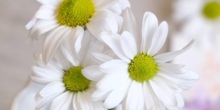 夏花之洋甘菊。夏天的花束在白色花瓶和卡片的信息只是微笑。摄像机运动