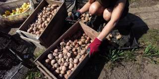 女农民用自己的双手把种植的土豆放在一个盒子里，准备种植土豆