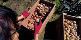 女农民用自己的双手把种植的土豆放在一个盒子里，准备种植土豆