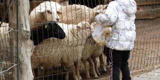 一个小女孩在农场喂养一群小羊羔。儿童与动物接触。
