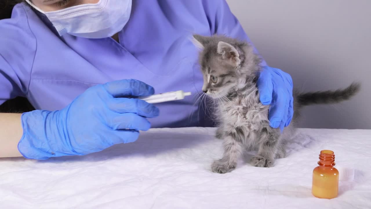 兽医给小猫吃药，小猫转身离开注射器