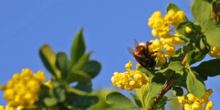 在蓝天背景下的花园里，大毛熊蜂正在为黄花小檗授粉。大自然在春天。