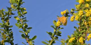 在蓝天的背景下，花园里有蝴蝶和黄色的花朵。大自然在春天。