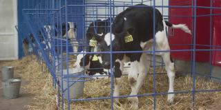 关在笼子里的黑白小牛。专业工业谷仓。在牛场饲养小母牛，以获得可持续的牛奶和肉