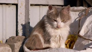 一只无家可归的、无聊的、灰色的孤独猫坐在街道篱笆附近的石头中间视频素材模板下载