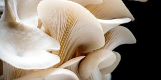 4K延时牡蛎蘑菇