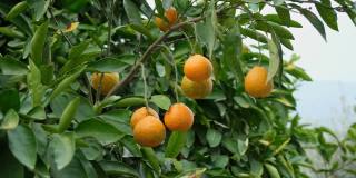 成熟的橘子果实挂在树上。水果种植园里成熟多汁的柑橘。