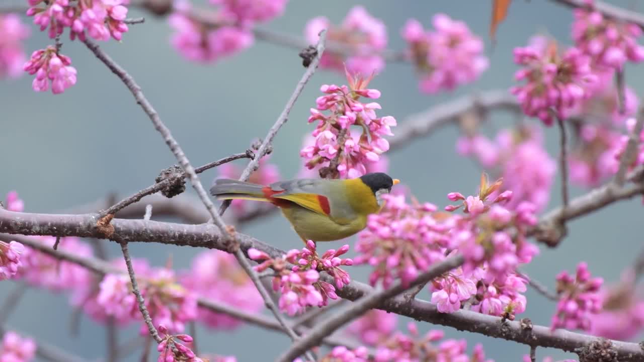 4k视频桑丘鸟吃樱花大自然的真实再现