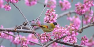 4k视频桑丘鸟吃樱花大自然的真实再现