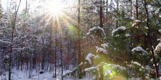 在阳光的映衬下，森林里的一棵小圣诞树上的雪做成的帽子。美丽的冬季森林，霜冻的日子