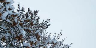 在天空的背景下，一棵被雪覆盖的树树枝上的干种子。降雪量，复制文本空间