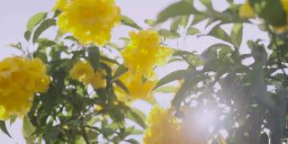 黄色接骨木花，黄色接骨木，喇叭灌木，喇叭花，黄色喇叭花，黄色喇叭灌木，泰科马斯坦泰国南部的热带地区4k