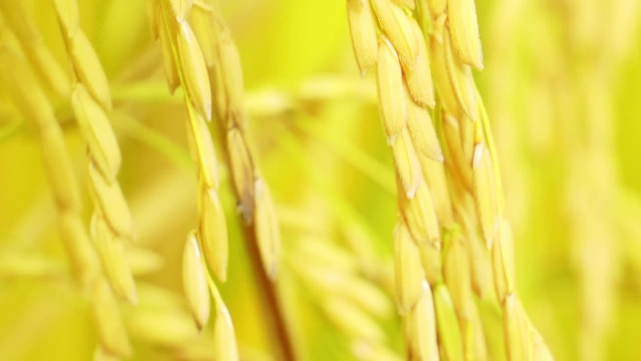 农村的稻田