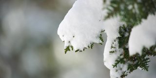 雪和冰下的杜松树枝和球果，在阴天下雪天。Juniperus sp.霜冻的冬天下雪后的时间。永无止境的自然之美。雪下的杜松子