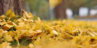秋天的落叶飘落在地上