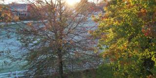 4K视频秋天的树与凉爽的早晨阳光