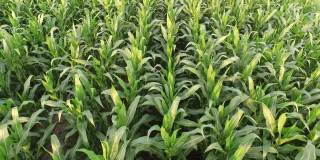 绿色的玉米田，空中拍摄的农业农田