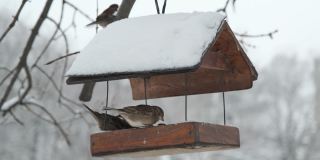 下雪的背景下，麻雀在鸟舍里啄食