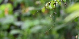 雨水顺着西番莲果树流下来。