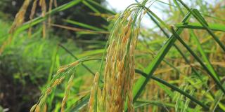 稻田里的水稻。谷物接近收获季节。