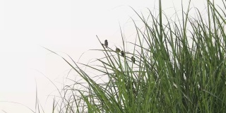 一群麻雀栖息在芦苇上，随风摇摆