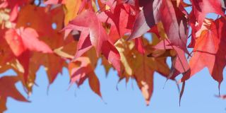 秋天的风景，红红的枫叶在树枝上随风摇曳，在一个温暖的秋日里在公园的大街上。彩色的天然树叶对蓝色的天空近距离观察