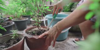 亚洲退休老年妇女，铲土和园艺蔬菜在她的家，积极的老年人生活方式的概念，观看在手