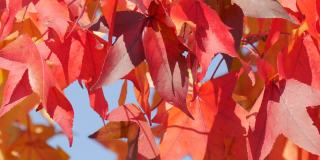 秋天的风景，红红的枫叶在树枝上随风摇摆，在一个温暖的秋日里在公园的大街上，近距离观看。丰富多彩的自然树叶近距离观察