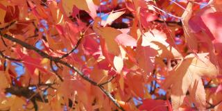 秋天的风景，红红的枫叶在树枝上随风摇曳，在一个温暖的秋日里在公园的大街上。彩色的天然树叶对蓝色的天空近距离观察