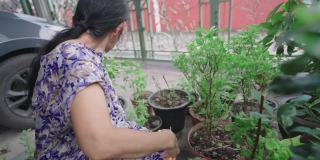 亚洲退休老年妇女，铲土照顾，园艺蔬菜花园在她的家，积极的老年人生活方式的概念，侧面