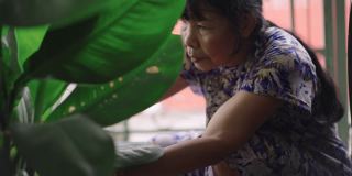 亚洲退休的老年妇女在她的家前面的一个小花园用回收塑料杯作为浇水罐浇灌植物叶子树，积极的老年生活方式的概念，侧视图，中景