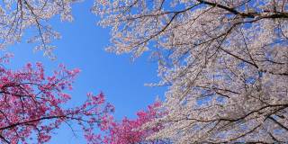 日本的樱花在春天开花