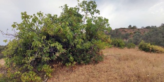 摩洛哥山上的一棵无花果树，树上挂满了成熟的无花果。