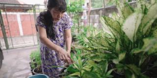 亚洲退休老年妇女在她家门前用回收塑料杯作为喷壶给菜园浇水，积极的老年生活方式的概念，侧视图
