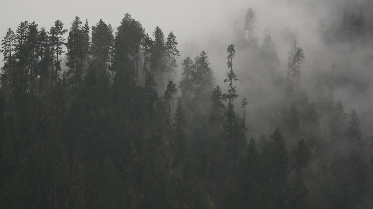 清晨四千山起雾，雾松，西藏波密县。