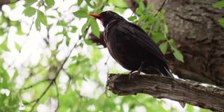 普通的黑鹂(Turdus merula)在坐着的时候唱着求偶的春天之歌