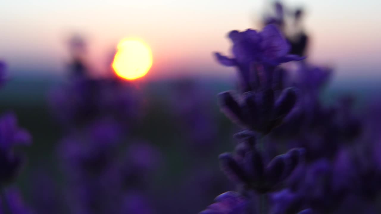 日落时分，田野里盛开的薰衣草。普罗旺斯,法国。关闭了。有选择性的重点。缓慢的运动。薰衣草花春天的背景与美丽的紫色和散景灯