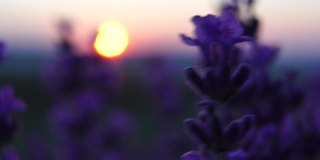 日落时分，田野里盛开的薰衣草。普罗旺斯,法国。关闭了。有选择性的重点。缓慢的运动。薰衣草花春天的背景与美丽的紫色和散景灯