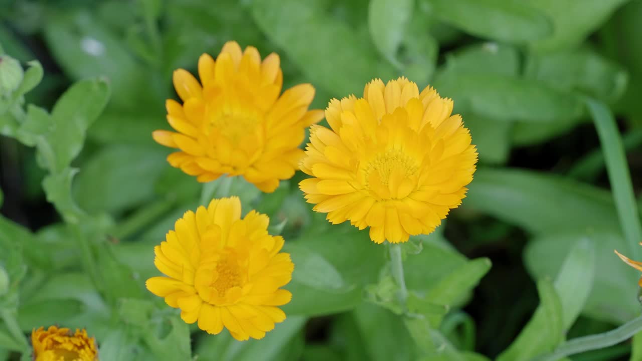 花金盏菊(金盏菊，花盆，花园或英国金盏花)。药草金盏草的特写。