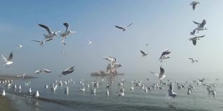 海鸥在雾中在宁静的海面上飞翔