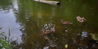 野鸭在森林池塘里平静地游着，在水面上留下了痕迹。