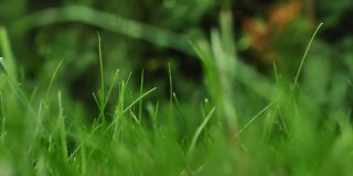微距拍摄的绿色茂盛的草，夏天温暖的风摇曳。