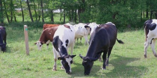 美丽的夏日，牛群在田野里的美丽景色。动物的概念。瑞典。