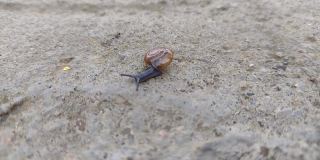 宏观来看，罗马尼亚的小蜗牛