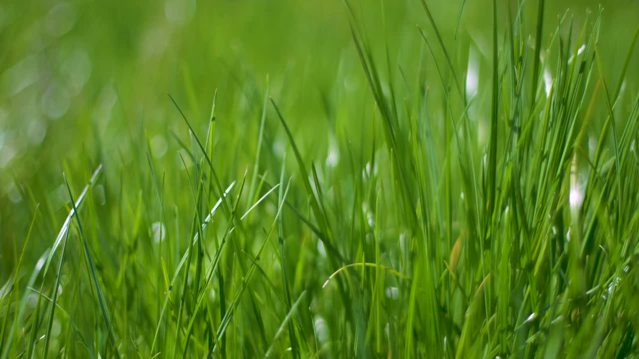 前景的露珠在长绿草在全景运动
