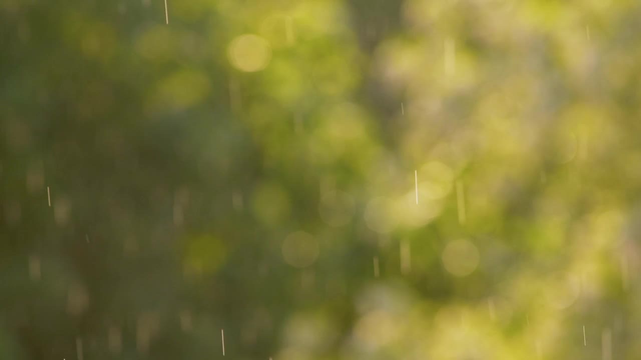 阳光下的雨，森林里的大雨，雨点纷纷落下