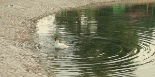 阿联酋阿布扎比，一只鹅在池塘里清洗自己