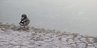 清晨，一只鸭子在阿联酋阿布扎比的池塘边清洗自己